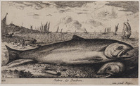 TvB G 0830
<br/>
Vissoort: Zalm
<br/>
<em>Flamen, Albert (ca. 1620-na 1693)</em>